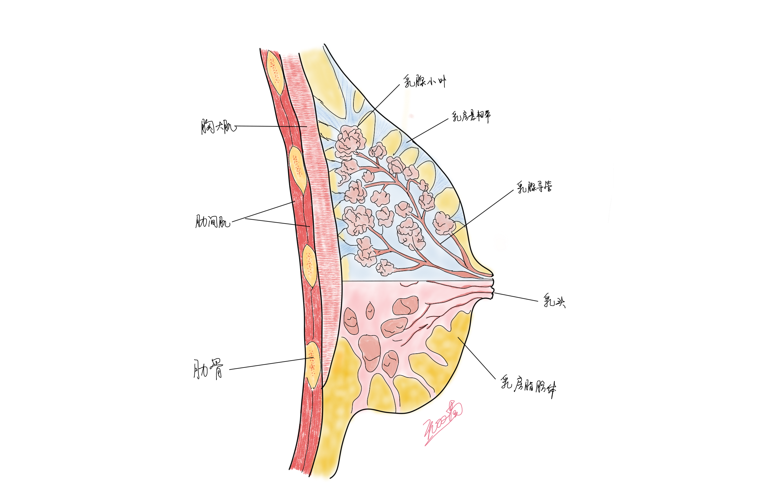乳房结构及乳腺癌发生部位